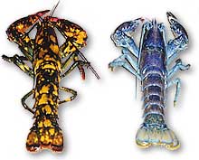 colored lobster