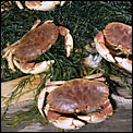 Crab
