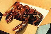 boxed lobster