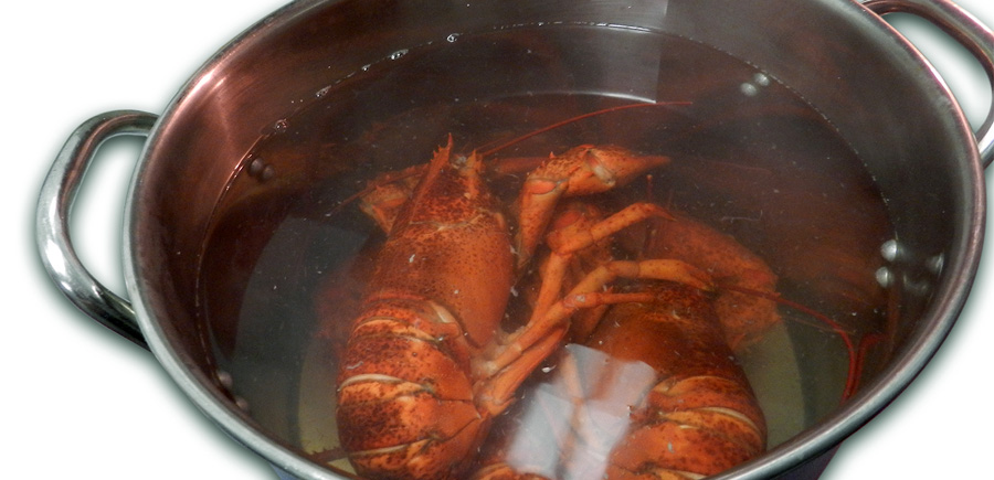 Cooking Lobsters