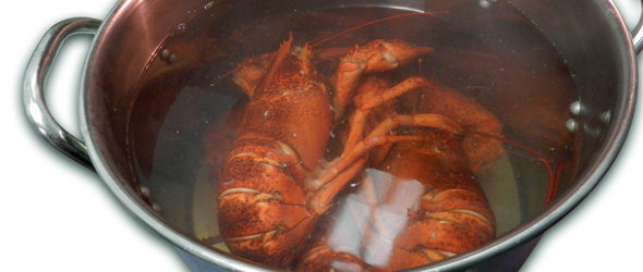Cooked lobster in pot