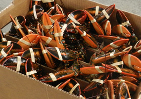 Box of Lobsters